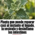 PLANTA QUE PUEDE REPARAR CASI AL INSTANTE EL HÍGADO: Descubre el Poder del Marrubio 10 PLANTA QUE PUEDE REPARAR CASI AL INSTANTE EL HÍGADO